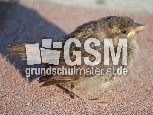 Spätzchen_1.JPG